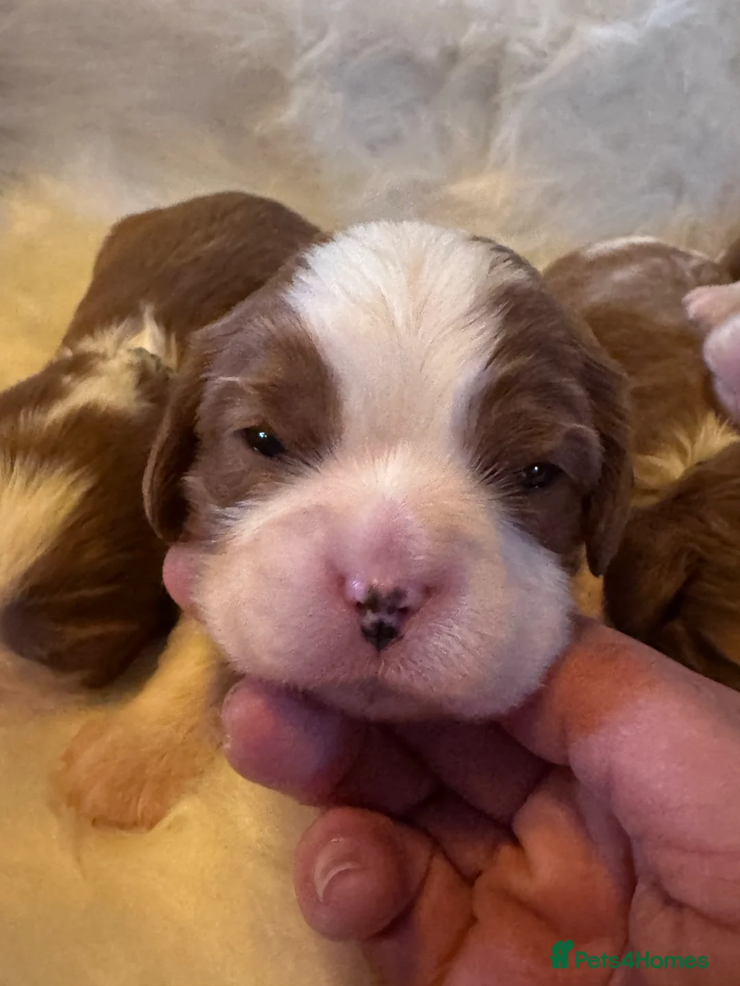 Cavalier King Charles Spaniel dogs for sale: Cavalier King Charles KC reg DNA 5* home breed - Advert 25