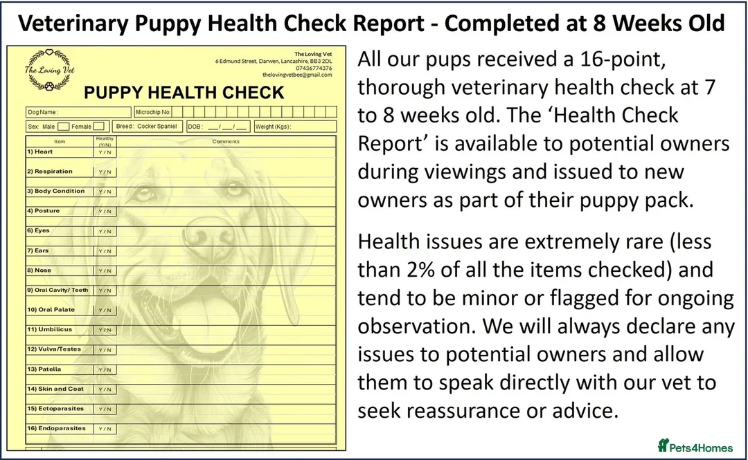 Labrador Retriever dogs for sale: Red Fox Labs : Health Checked-KC Reg-FTCH Pedigree - Image 19