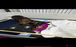 Miniature Dachshund dogs for sale: 2 miniature dachshund  - Image 7