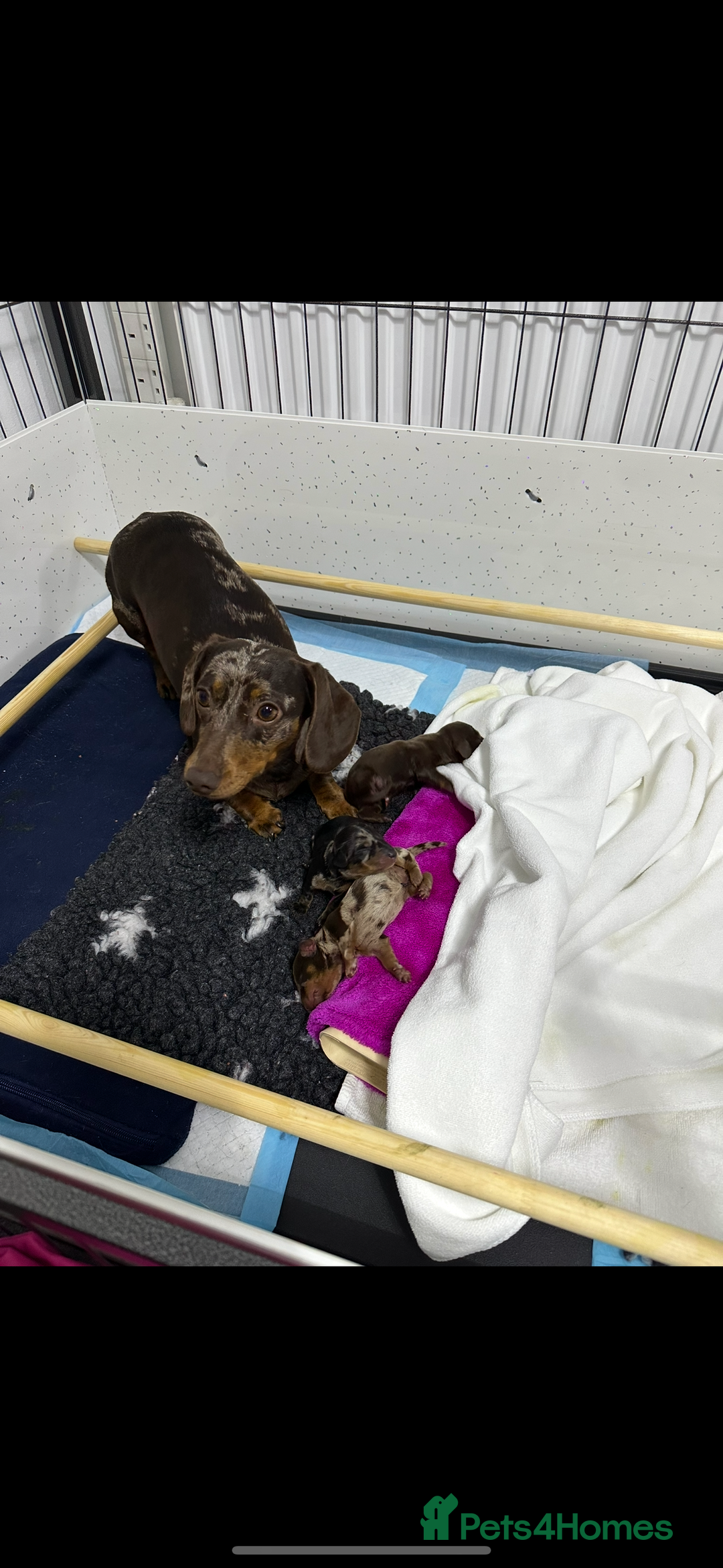 Miniature Dachshund dogs for sale: 2 miniature dachshund  - Image 7