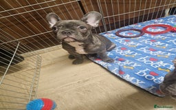 French Bulldog dogs for sale: French Bulldog  - Image 4