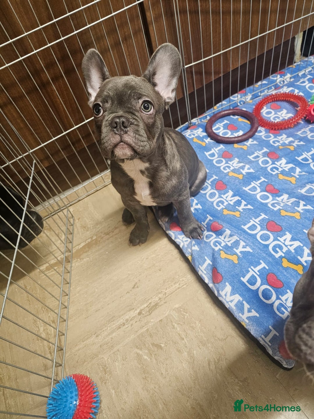 French Bulldog dogs for sale: French Bulldog  - Image 4