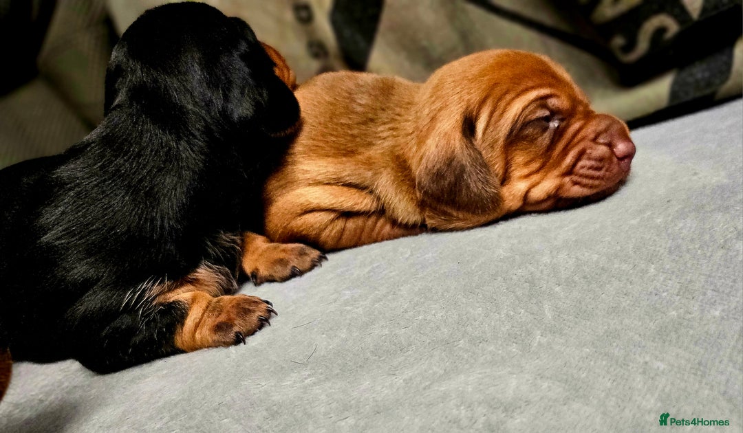 Dachshund dogs for sale: Beautiful Miniature Dachshund - Advert 31