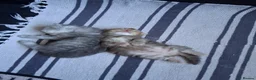 Persian cats for sale: Pure Persian Chinchilla  - Advert 3