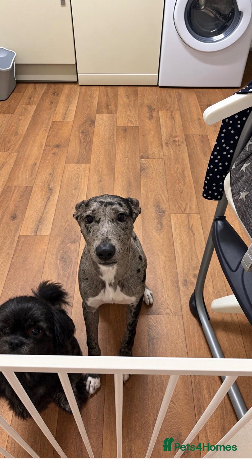 Lurcher dogs Beau, puppy for rehoming  - Advert 5