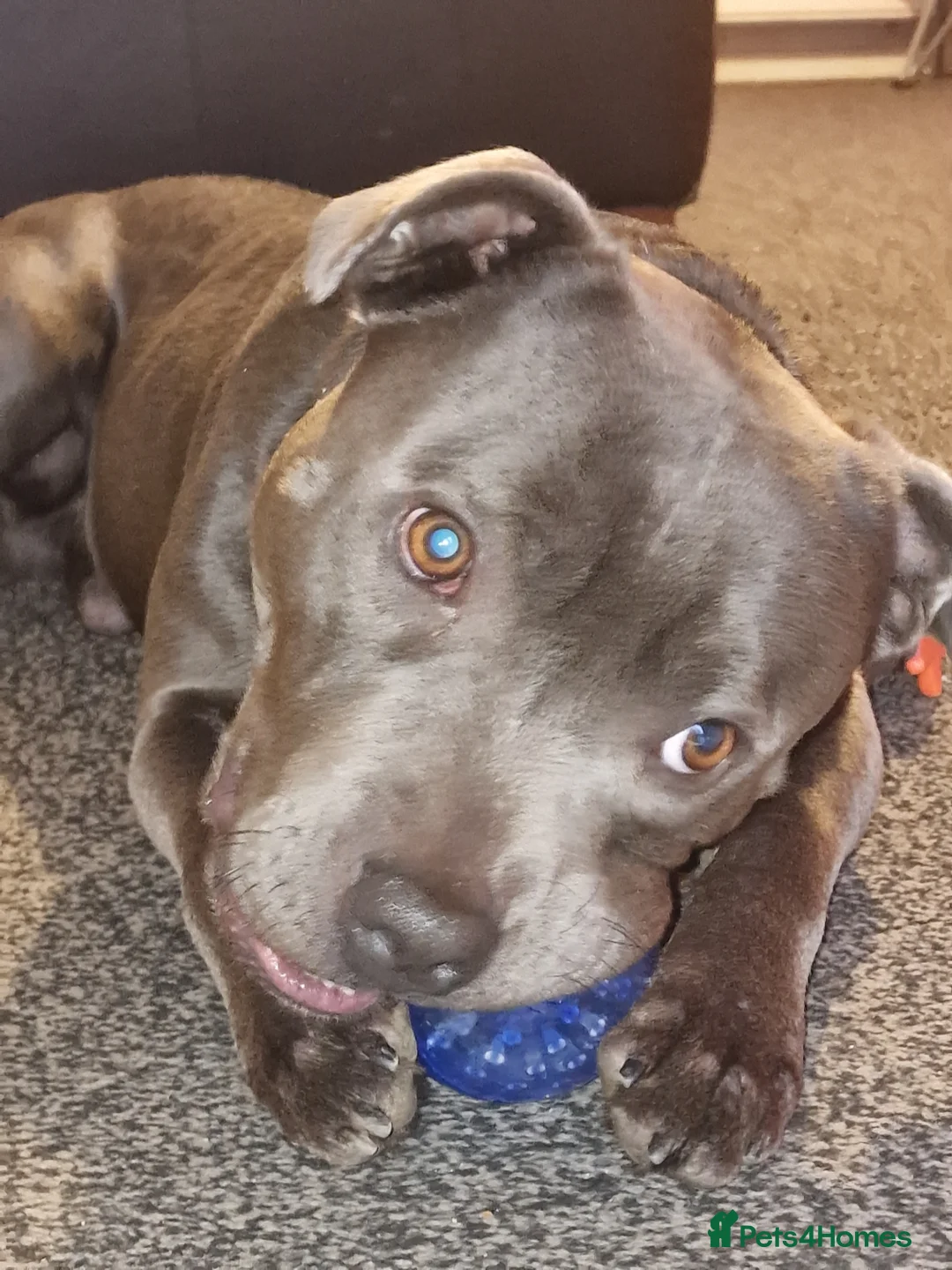 Staffordshire Bull Terrier dogs for stud: 3 year old blue staff needing home asap - Advert 6