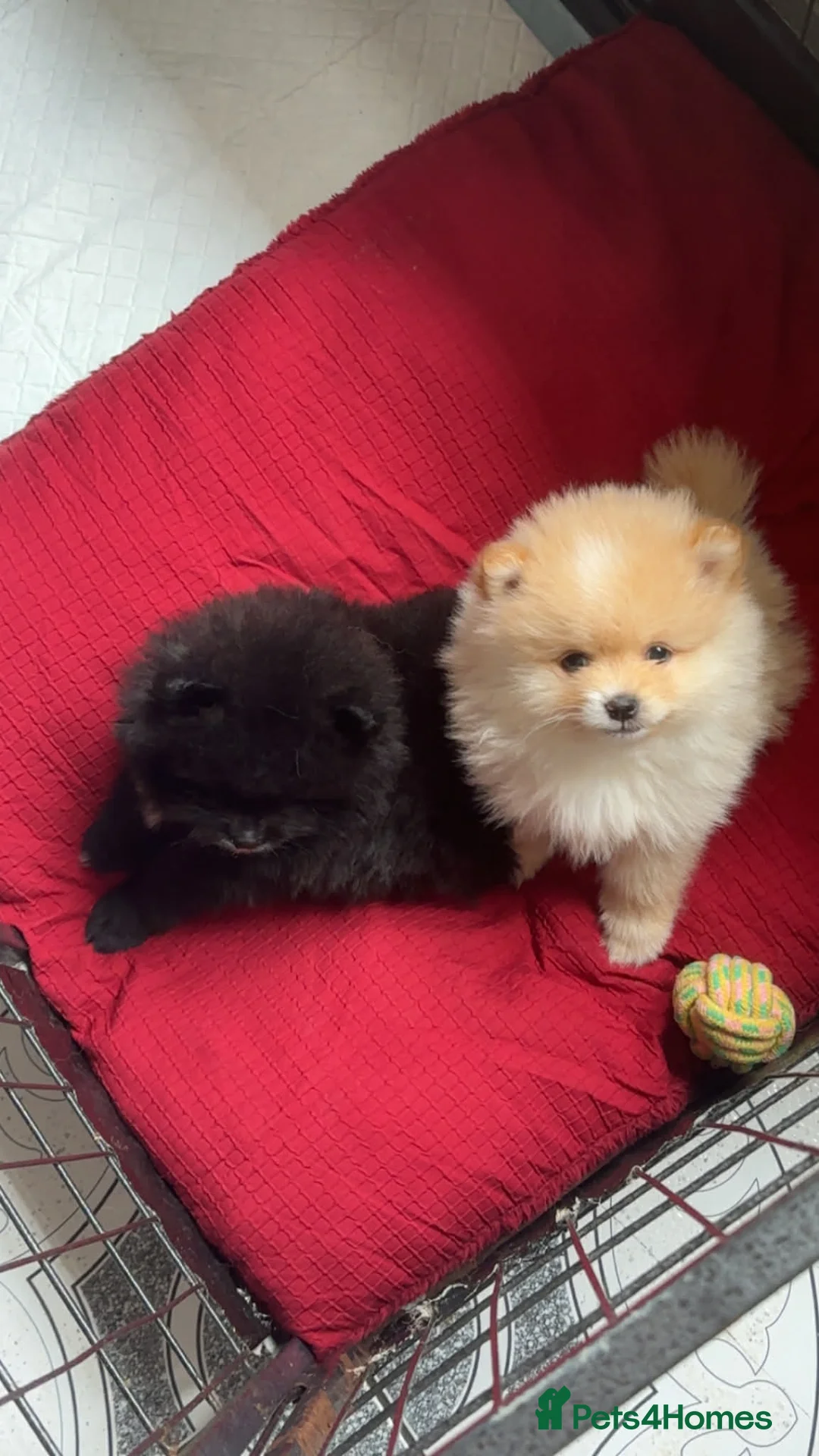 Pomeranian dogs for sale: AMAZING POMERANIAN TEDDY BEAR PUPPIES. - Advert 2