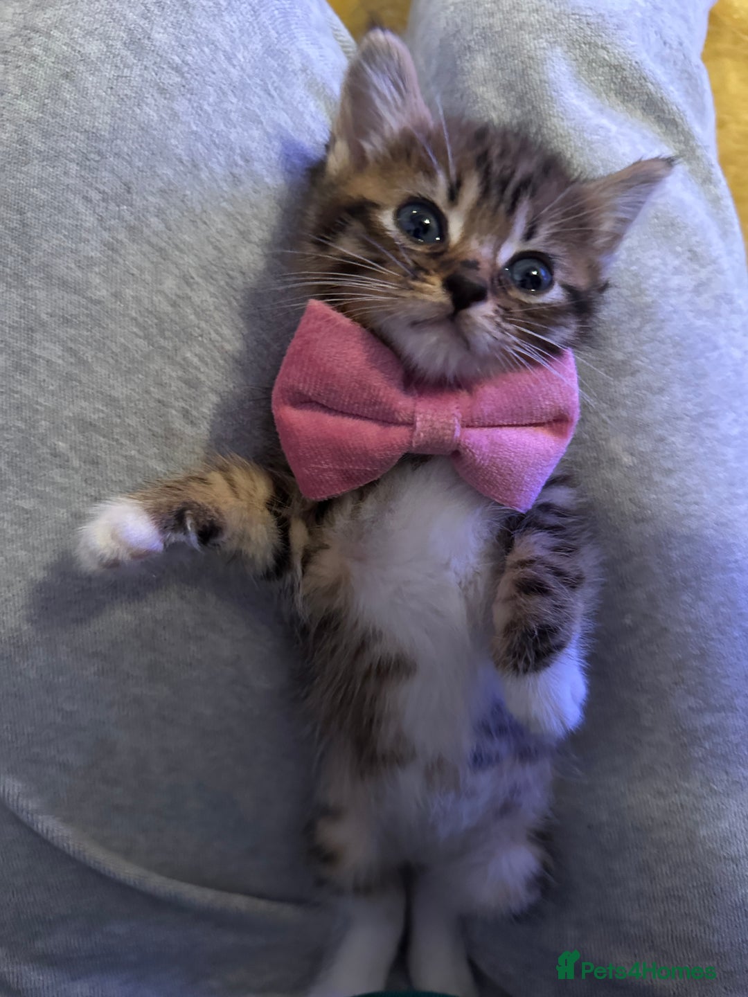 Mixed Breed cats for sale: 3 Half Ragdoll kittens; 2 boys and 1 girl - Advert 19