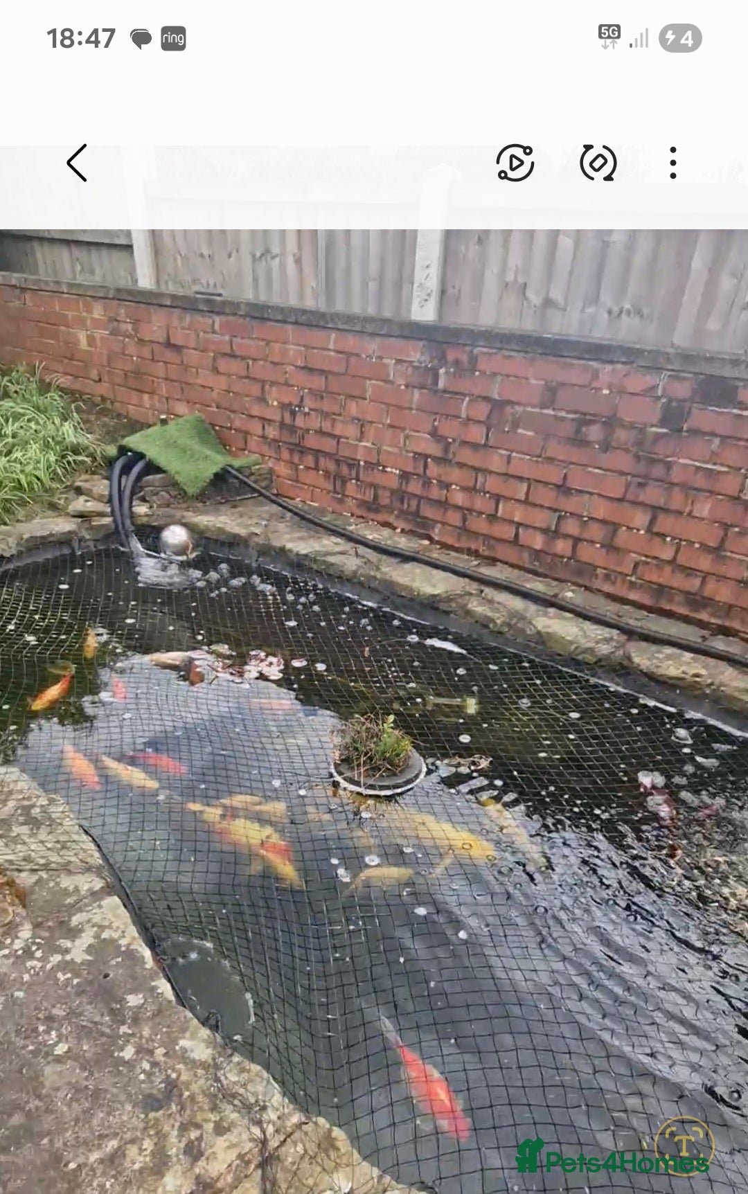 Koi Carp fish 19 koi carp in Chesterfield - Advert 2