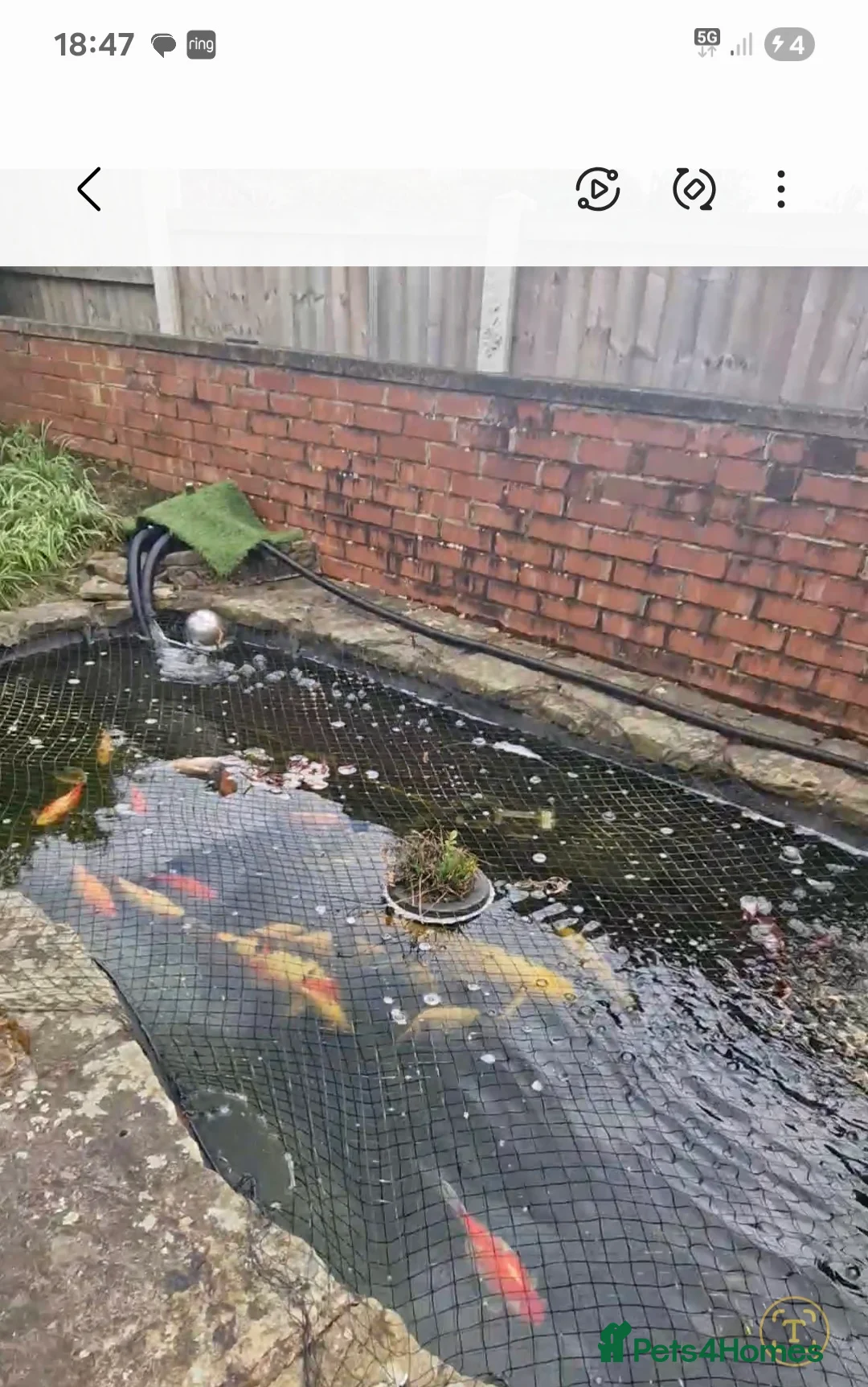 Koi Carp fish for sale: 19 koi carp in Chesterfield - Advert 1