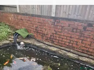 Koi Carp fish 19 koi carp in Chesterfield - Advert 2