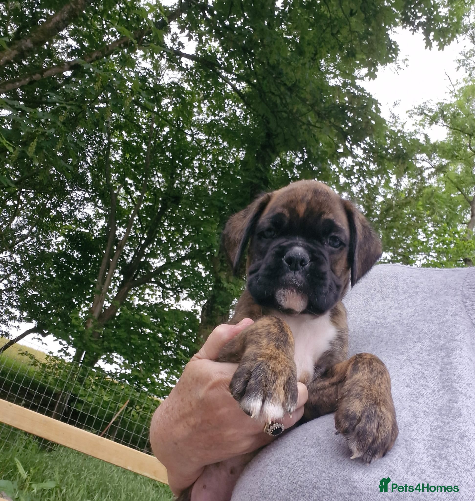 Boxer dogs GORGEOUS KC PUPPIES  - Advert 13