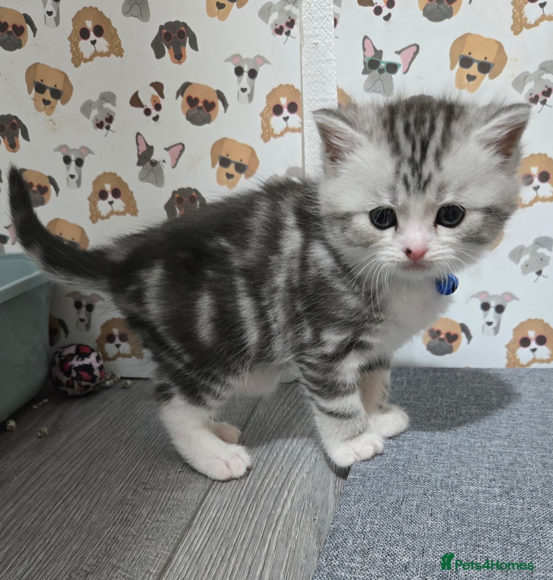 Brazilian Shorthair cats for sale: British shorthair x Persian  - Advert 16