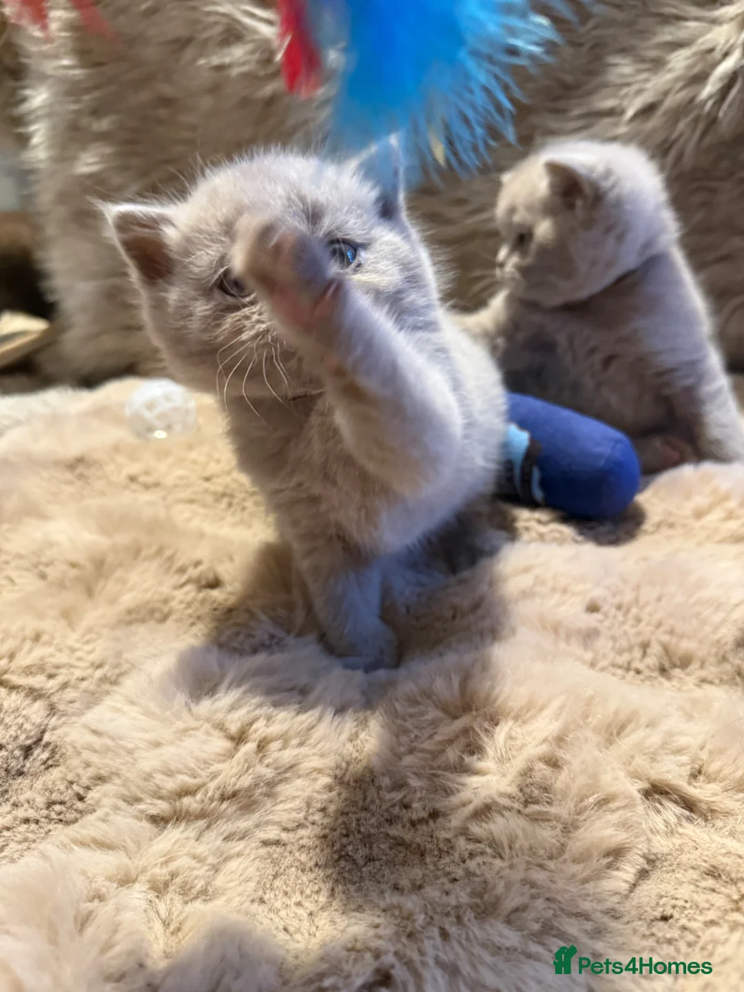 British Shorthair cats for sale: Supreme Champion Line British Shorthair Kittens - Advert 27