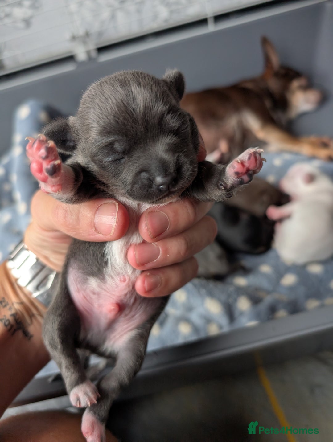 Chihuahua dogs for sale: 🐾 Adorable Chihuahua Puppies for Sale 🐾 - Image 18