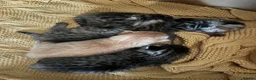 Mixed Breed cats for sale: 4 adorable kittens for sale £250 3 tabby, 1 ginger - Advert 6