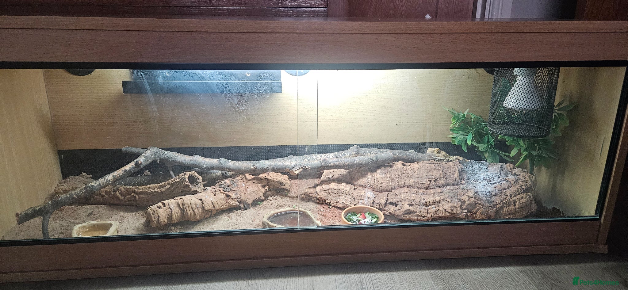 Bearded Dragon reptiles Male Bearded Dragon and Vivarium  - Advert 1