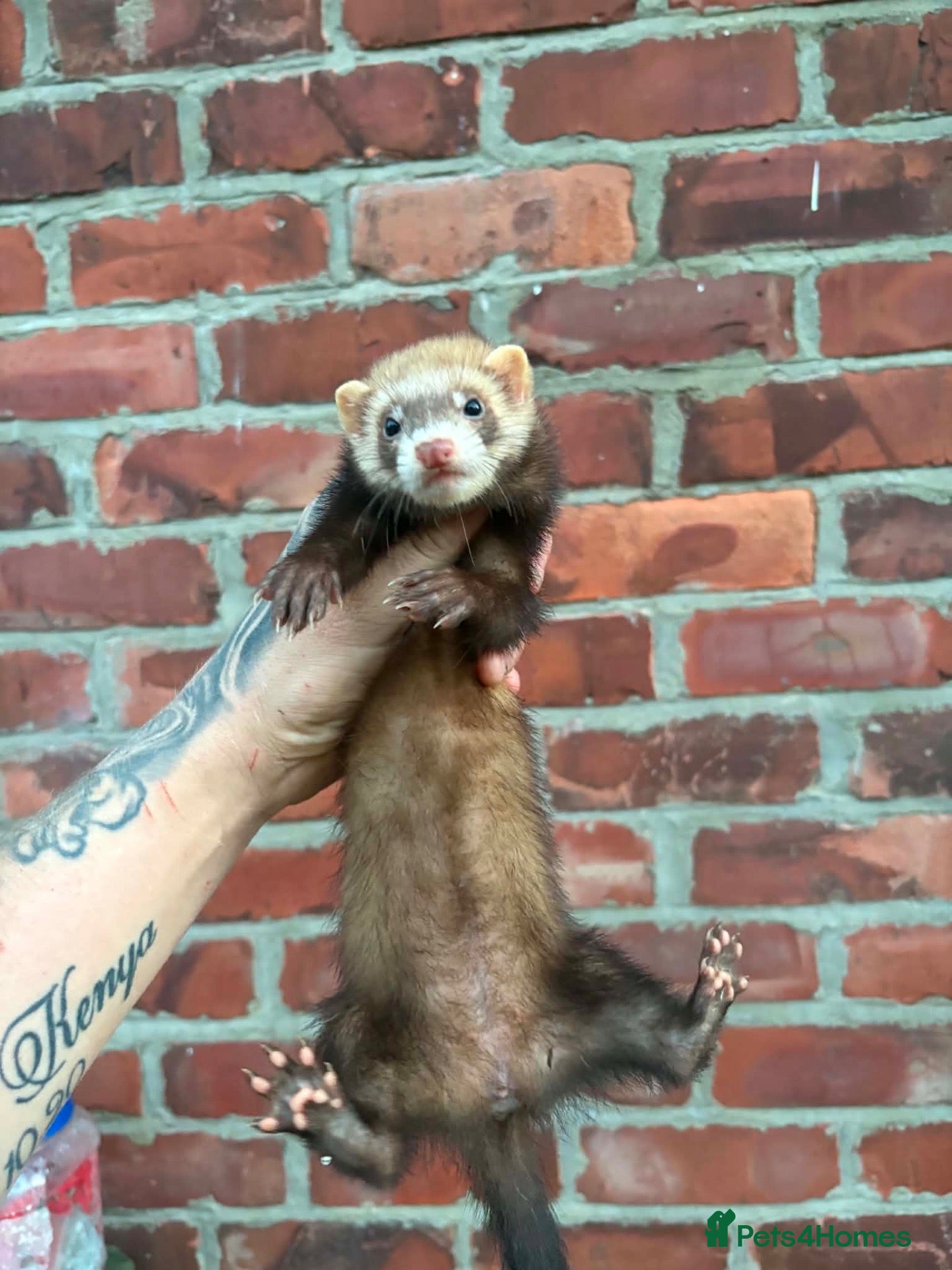 Ferret rodents Jill kits  - Advert 2