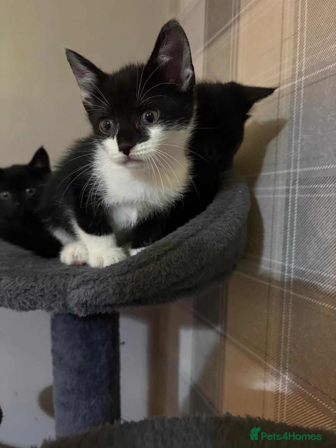 Mixed Breed cats for sale: 3 lovely little female kittens for sale 🐈‍⬛ - Advert 2