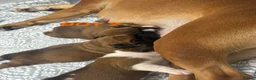 Boxer dogs for sale: Beautiful boxer puppies  - Advert 17