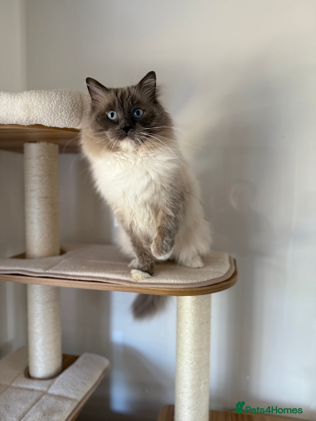 Ragdoll cats for sale: Gorgeous Bi colour Ragdoll kittens  - Image 10