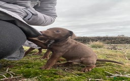 Patterdale Terrier dogs for sale: Parrerdale - Image 12