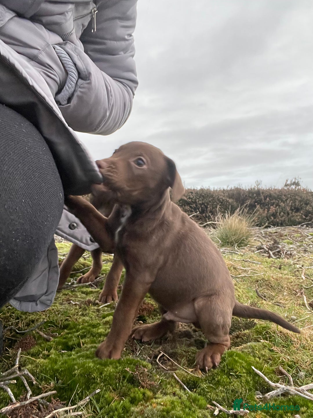 Patterdale Terrier dogs for sale: Parrerdale - Image 12