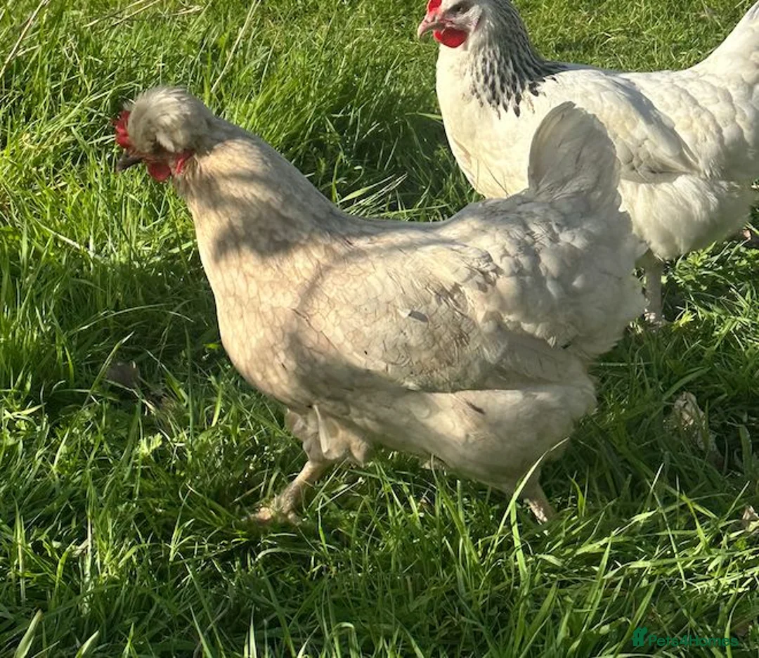 Chickens poultry for sale: Young Green Egger Hybrid Hen in Aylesbury - Advert 3