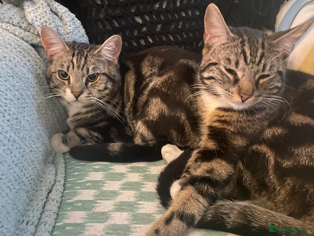 Domestic Shorthair cats for adoption: Adorable bonded pair looking for forever home  - Advert 2