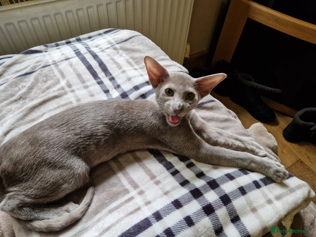Oriental cats for sale: Oriental lilac Male kitten Gccf registered  - Image 3