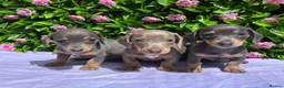 Miniature Dachshund dogs for sale: STUNNING VERY PETIT MINIDAXIS KC REG PRA CLR - Advert 1