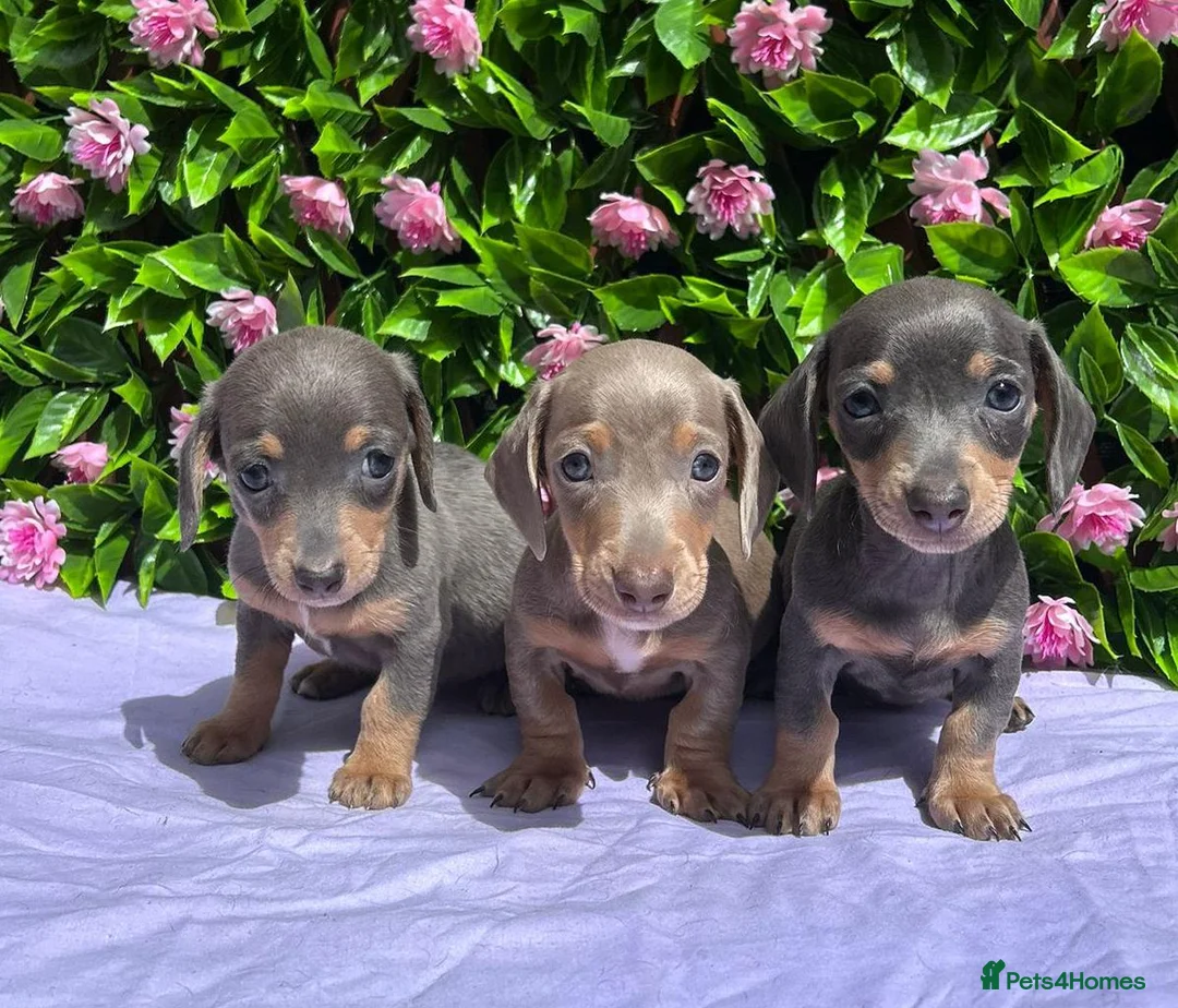 Miniature Dachshund dogs for sale: STUNNING VERY PETIT MINIDAXIS KC REG PRA CLR - Advert 1
