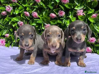 Miniature Dachshund dogs for sale: STUNNING VERY PETIT MINIDAXIS KC REG PRA CLR - Advert 1