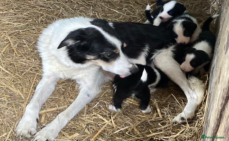 Border Collie dogs - Advert 1