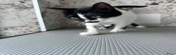Mixed Breed cats for adoption: Milla for adoption in Kidlington - Advert 4