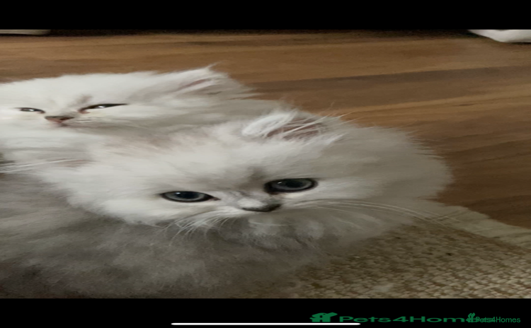 Persian cats in Guildford - Advert 1