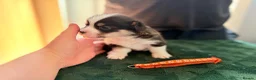 Welsh Corgi Pembroke dogs for sale: Welsh corgi (Pembroke) puppies - Advert 21