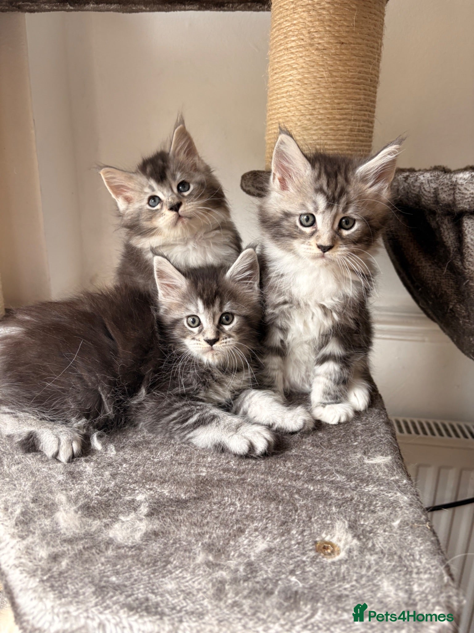 Maine Coon cats 🐈‍⬛Sweet bundle of Joy TICA register🐈‍⬛ - Advert 1