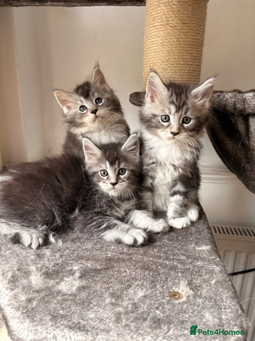 Maine Coon cats for sale: 🐈‍⬛Sweet bundle of Joy TICA register🐈‍⬛ - Advert 1