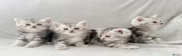Persian cats for sale: Gorgeous chinchilla persian x Maine coon kittens  - Advert 4