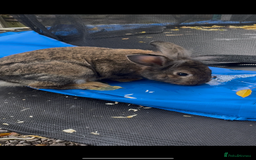 Lionhead rabbits for sale: 2 lionheads + giant Flemish x Rex for sale  - Image 4