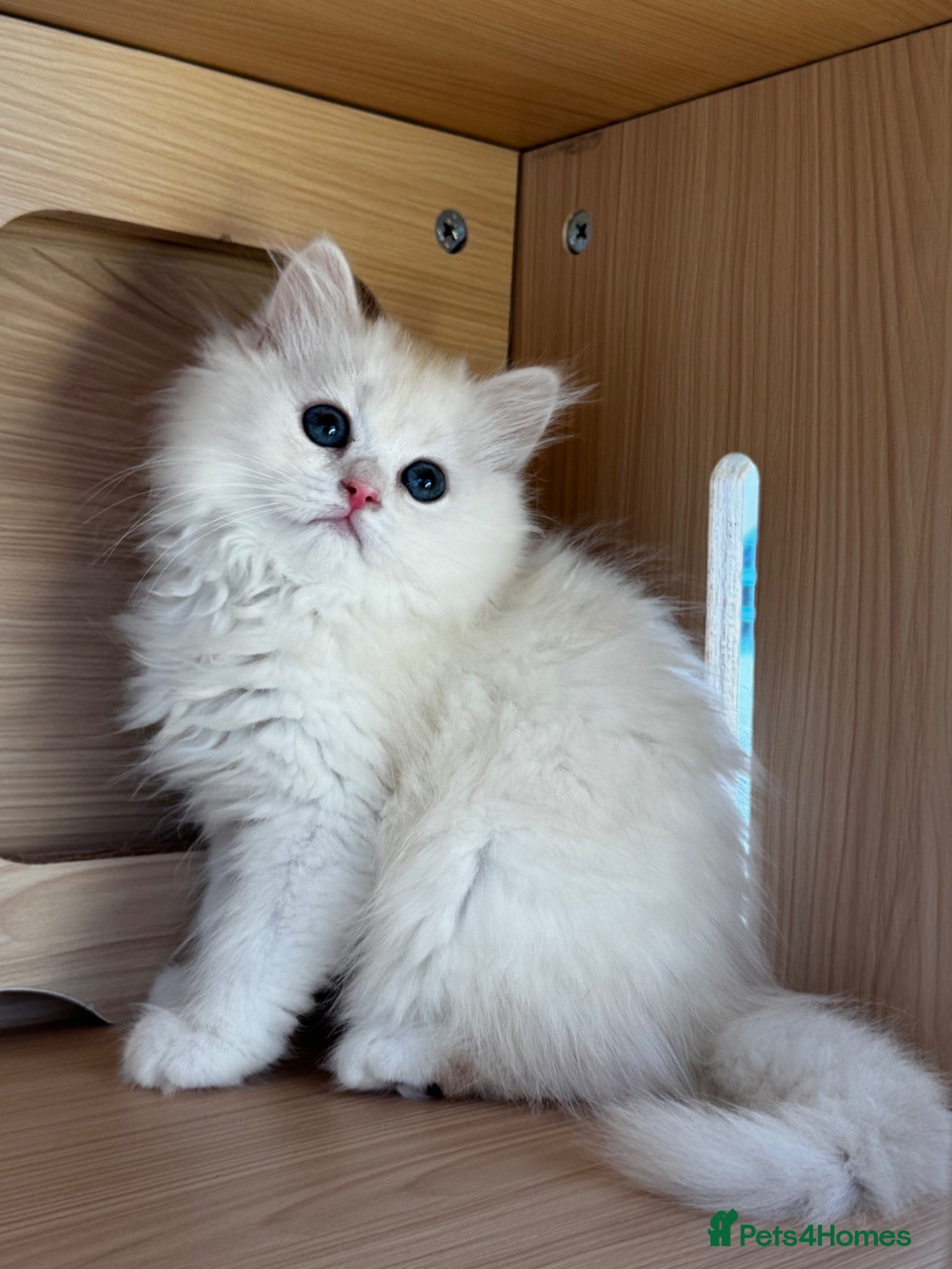 British Longhair cats  Longhair Silver Point & Golden Point Kittens - Advert 5