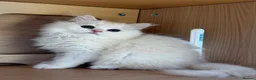 British Longhair cats for sale:  Longhair Silver Point & Golden Point Kittens - Advert 11