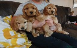 Cocker Spaniel dogs for sale: 3 Adorable female show/cocker spaniel pups - Image 2