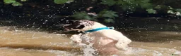 English Springer Spaniel dogs for sale: English springer spaniel  - Advert 2