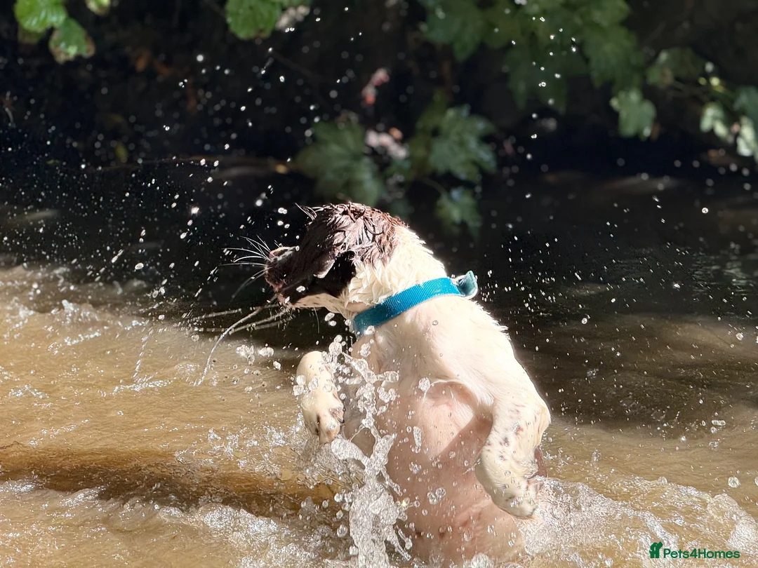 English Springer Spaniel dogs for sale: English springer spaniel  - Advert 2