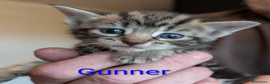 Gunnar 🩵