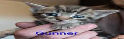 British Shorthair cats for sale: READY NOW 🩵🩷 - Advert 39
