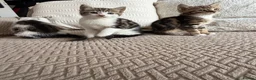 Mixed Breed cats for sale: Three adorable kittens  - Advert 1