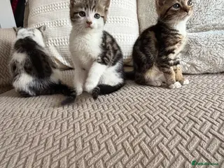 Mixed Breed cats Three adorable kittens - Advert 4